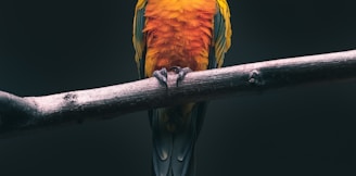 orange parrot