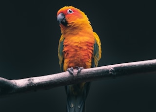 orange parrot