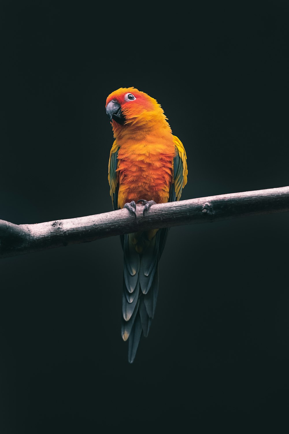 Bird Wallpapers Free Hd Download 500 Hq Unsplash