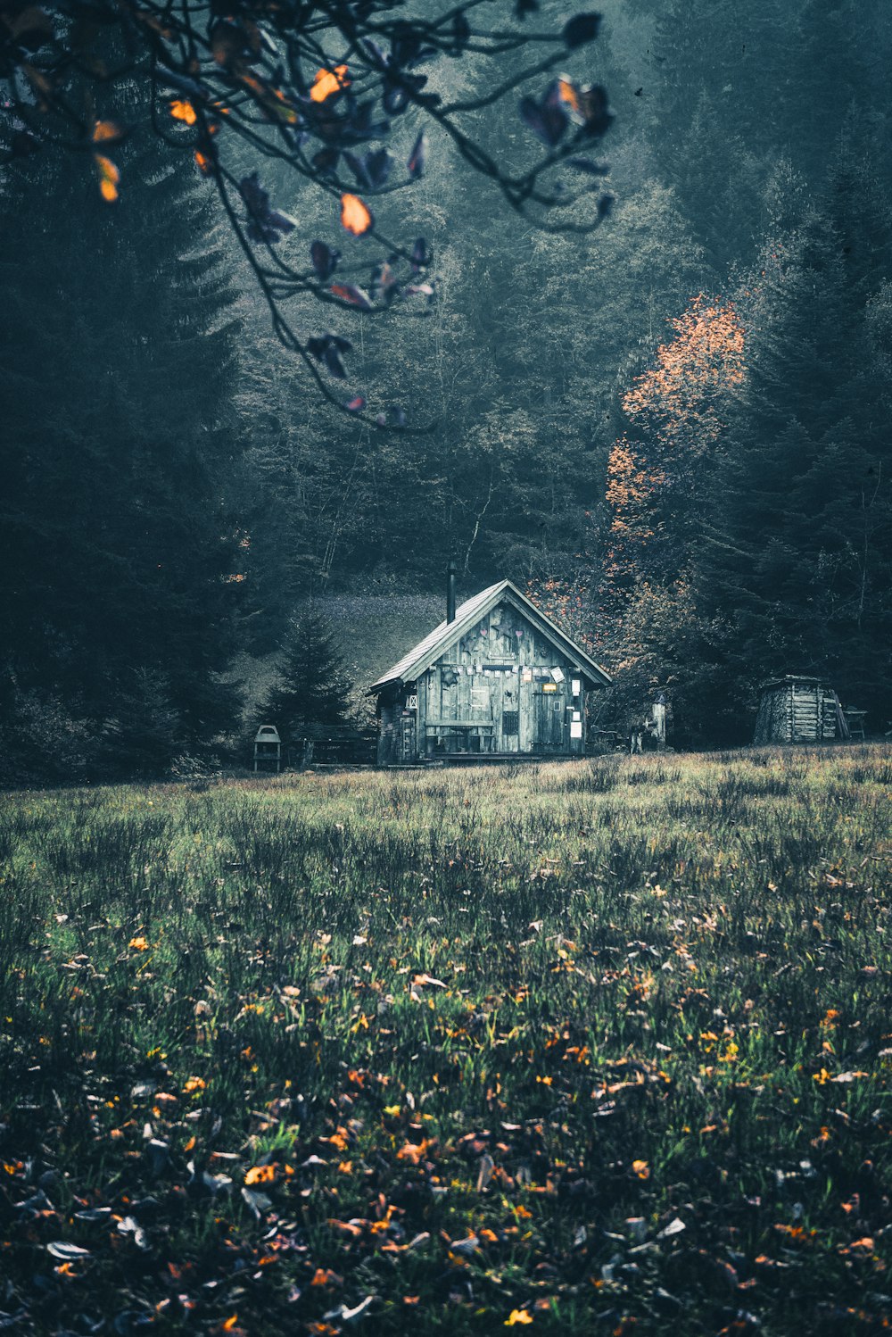 나무로 둘러싸인 회색 집