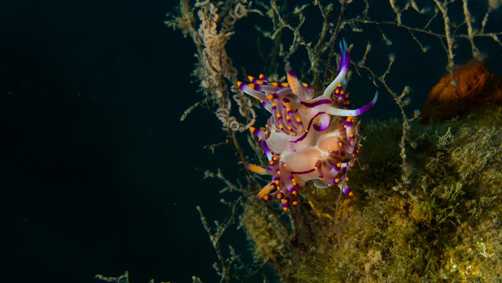a purple and white sea anemone sitting on top of a tree