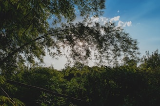 A serene morning scene with a person enjoying neuva outdoors, sunlight filtering through tropical leaves.