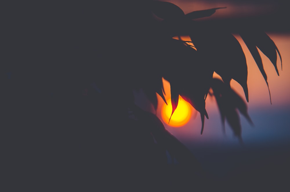 the sun is setting behind a palm tree