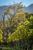A lush vineyard with rows of grapevines stretches into the distance. Tall, sturdy trees with a touch of autumn color stand against a backdrop of rugged hills. Sunlight filters through the leaves, casting intricate patterns of light and shadow on the ground.