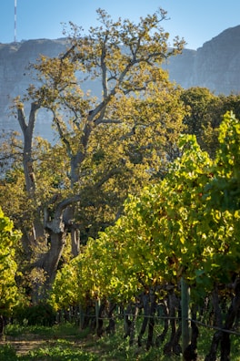 A lush vineyard with rows of grapevines stretches into the distance. Tall, sturdy trees with a touch of autumn color stand against a backdrop of rugged hills. Sunlight filters through the leaves, casting intricate patterns of light and shadow on the ground.