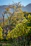 A sunlit vineyard in Russian River Valley with rows of grapevines stretching into the distance.