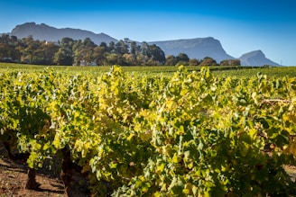 A vibrant vineyard scene showcasing grapes and a playful mascot enjoying wine.