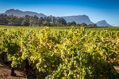 A vibrant vineyard scene showcasing grapes and a playful mascot enjoying wine.