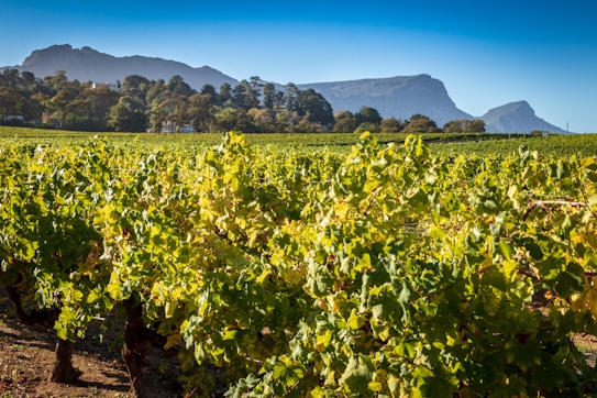 A vibrant vineyard stretches across the landscape, filled with lush green grapevines under a clear blue sky. In the background, a range of mountains rise majestically, partially covered by trees and bushes. The scene is bathed in sunlight, casting a serene and peaceful ambiance.