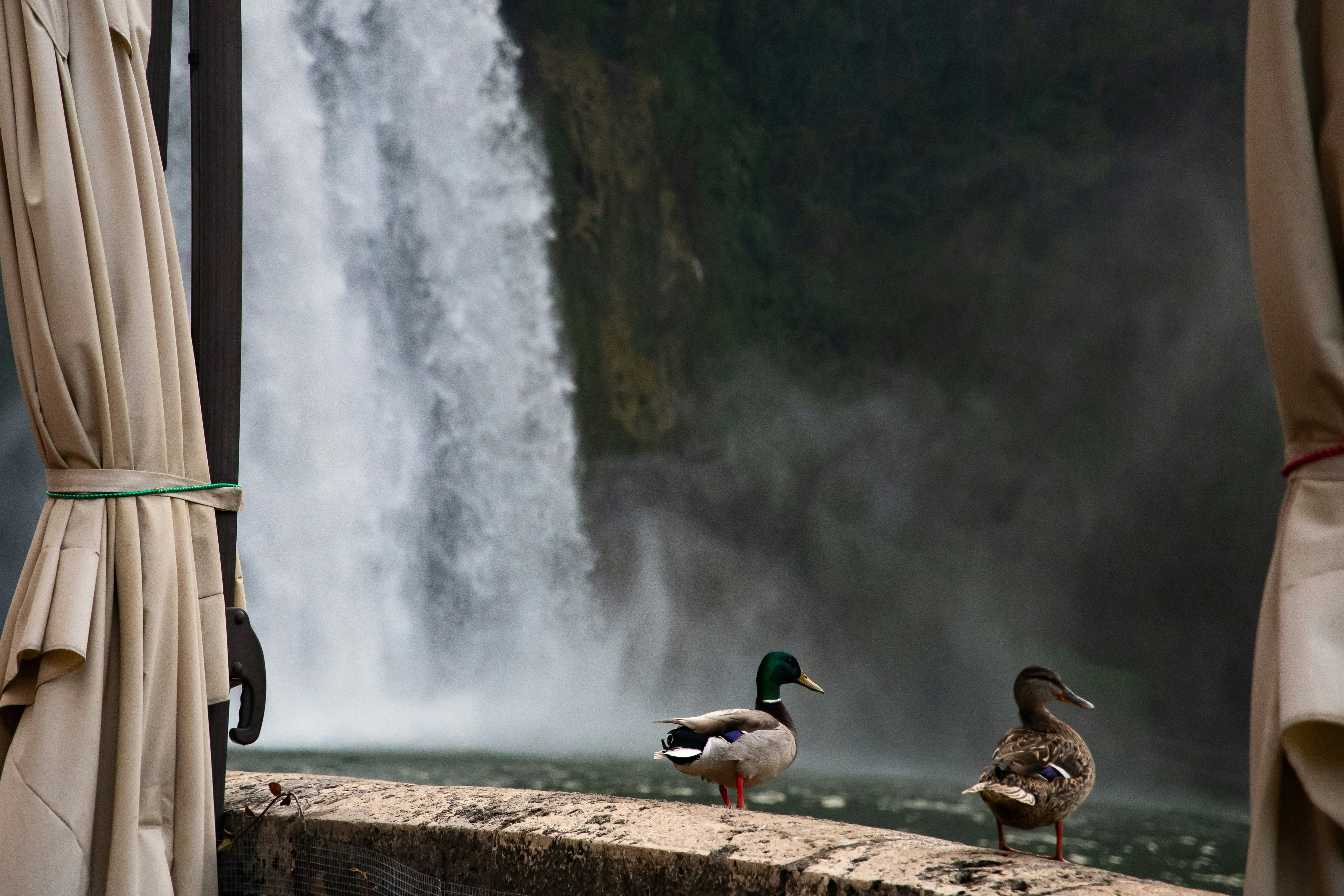 While shooting the waterfall I noticed these two mallard ducks that seemed to pose for me. They seemed intent in a conversation. The shutter release didn't disturb them much. Shot at high ISO in the early morning.