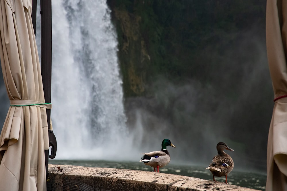 two mallard ducks near falls