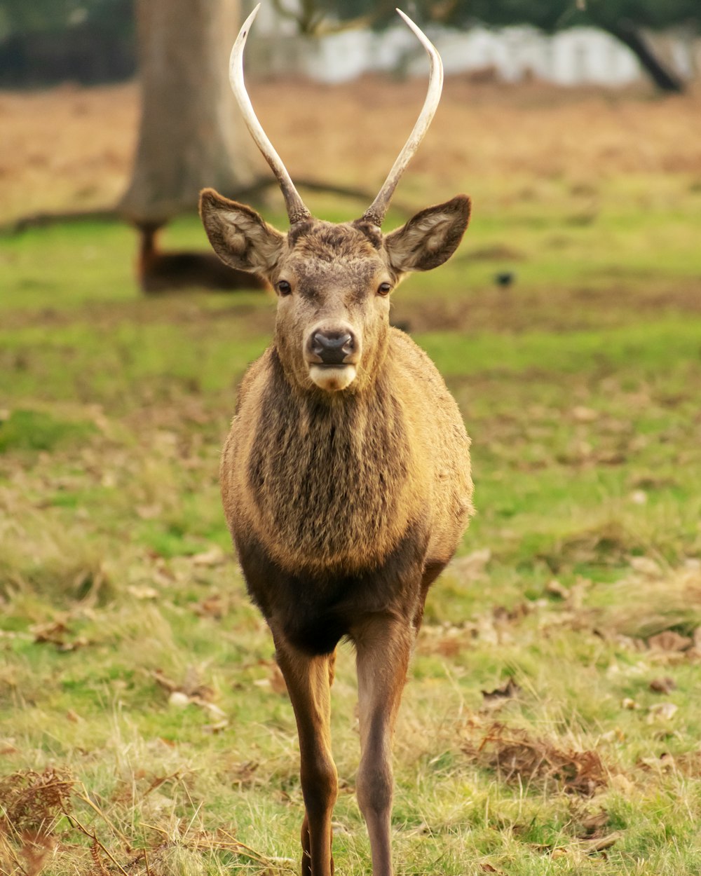 brown deer on green grass field