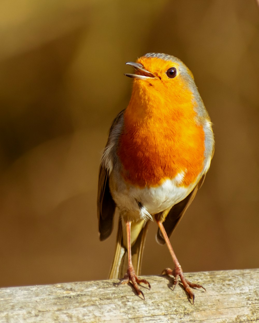 white and orange bird