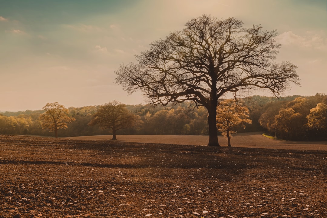 green leafed tree near forest