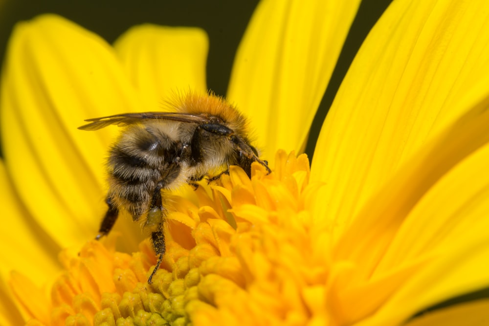 black bees in Sunflower pollen