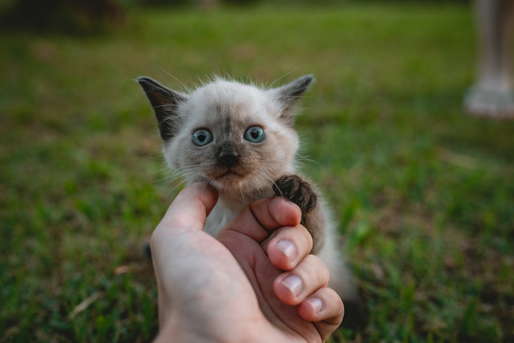 white kitten on grass