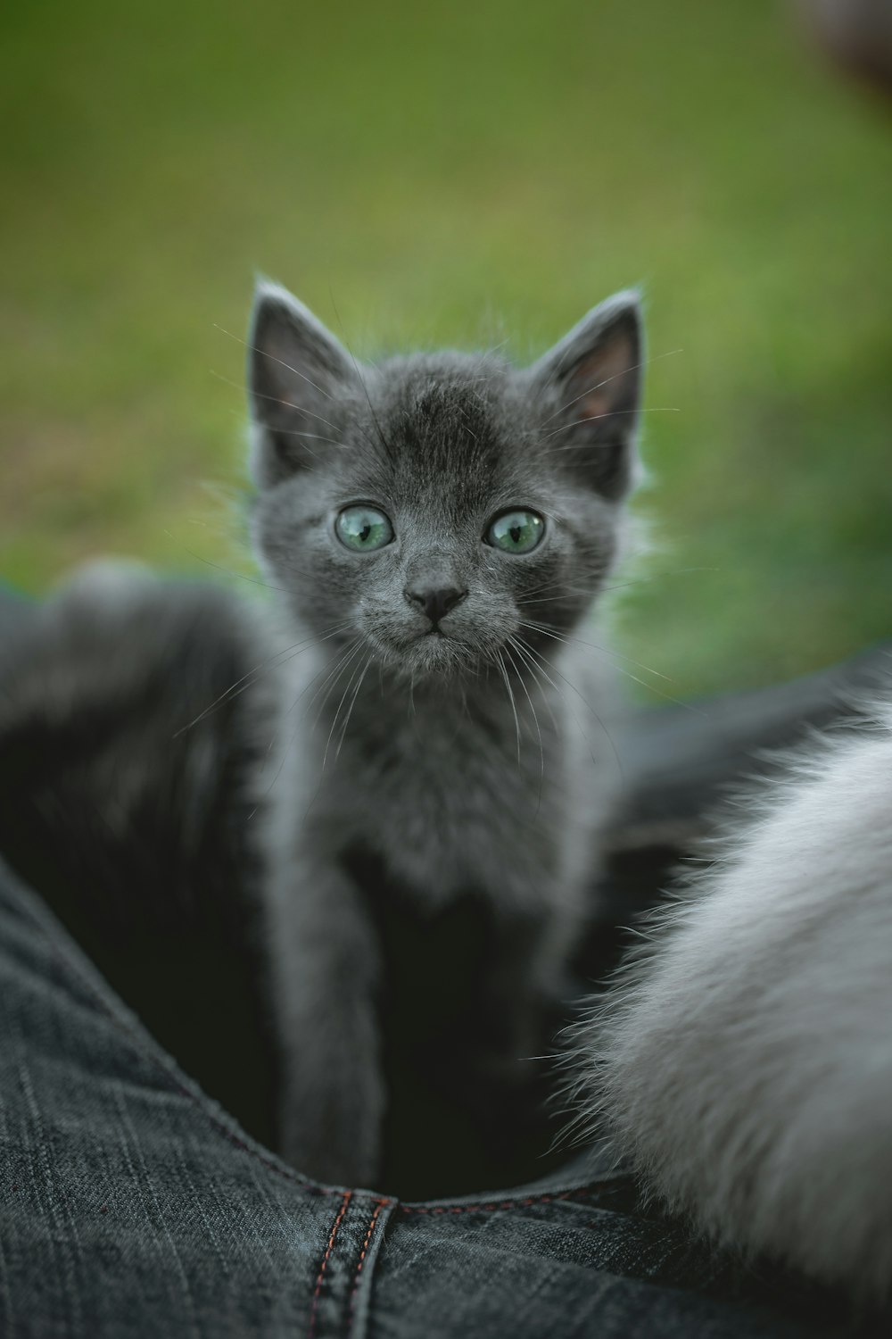 selective focus photography of gray cat