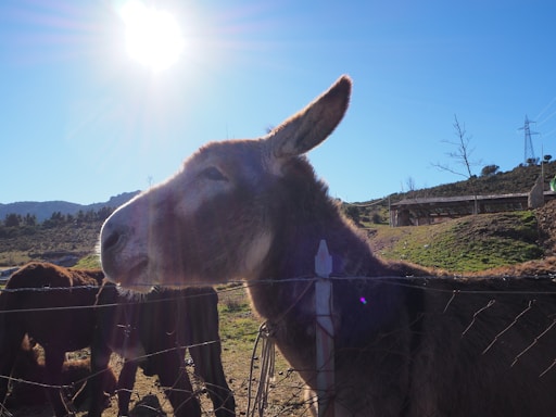 A friendly micro mini donkey standing near a rustic wooden fence on a sunny day.