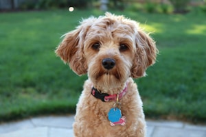medium-coated tan dog near grass
