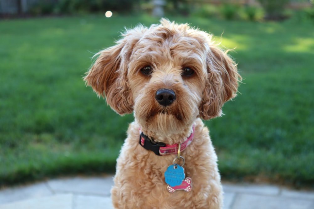 medium-coated tan dog near grass