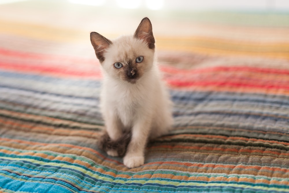 selective focus photo of Siamese kitten