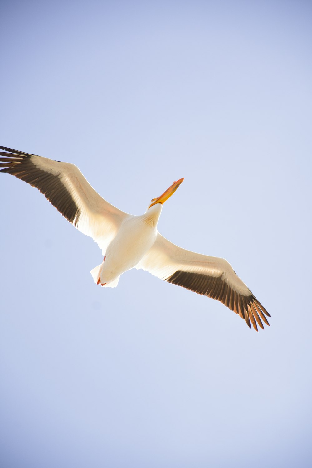 flying pelican