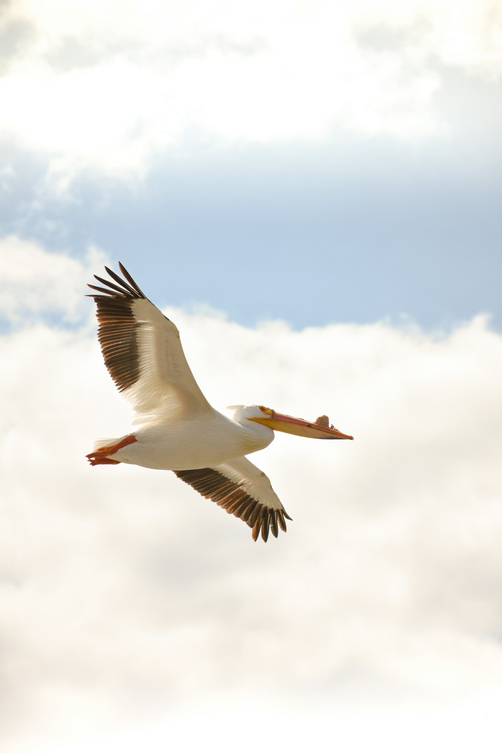 空飛ぶペリカン