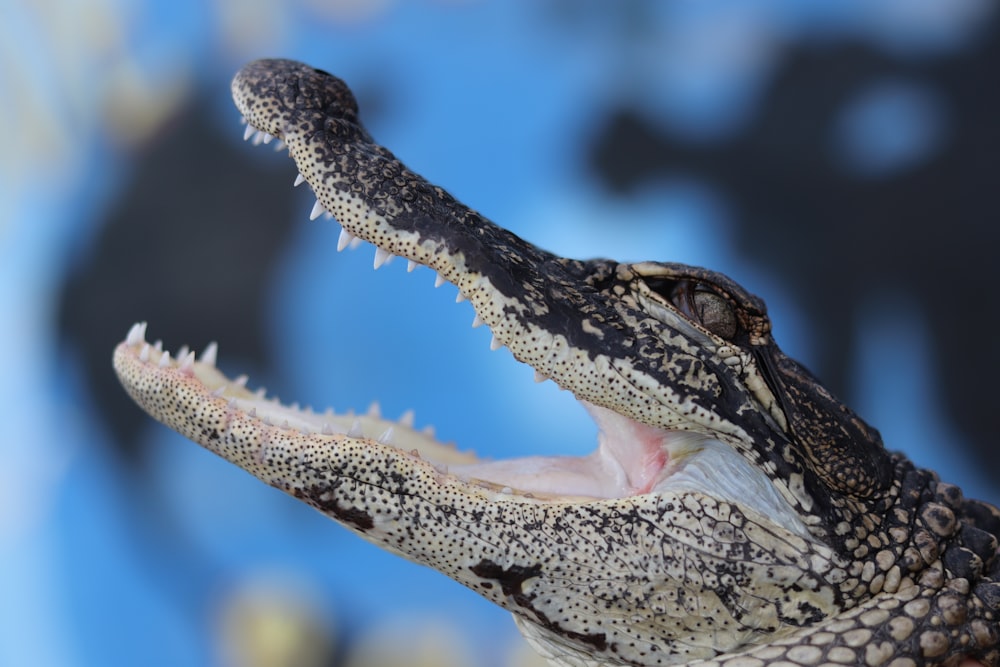 selective focus photography of alligator