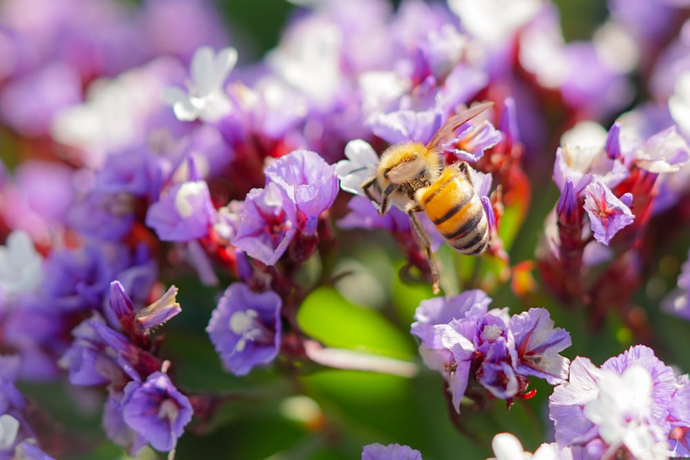 bee perching on purple flower