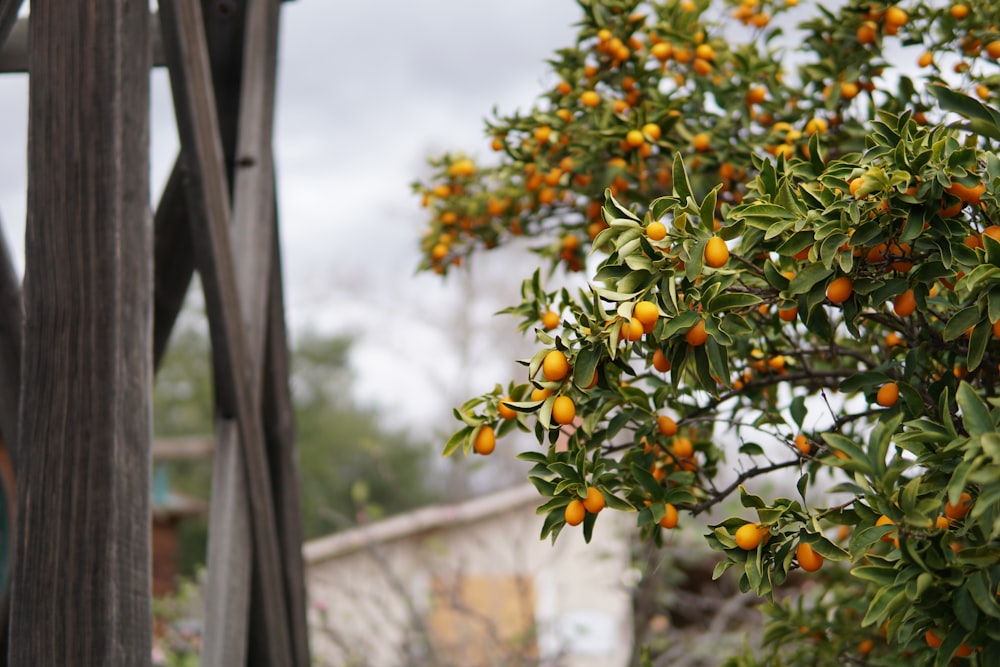 round orange fruit