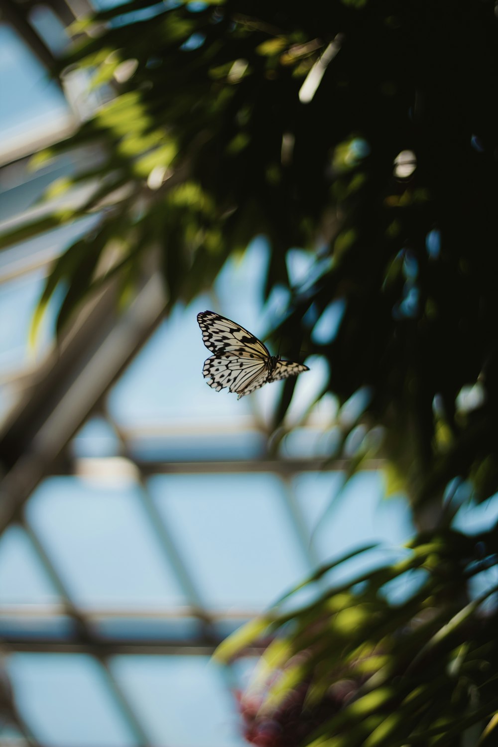 a butterfly that is flying in the air