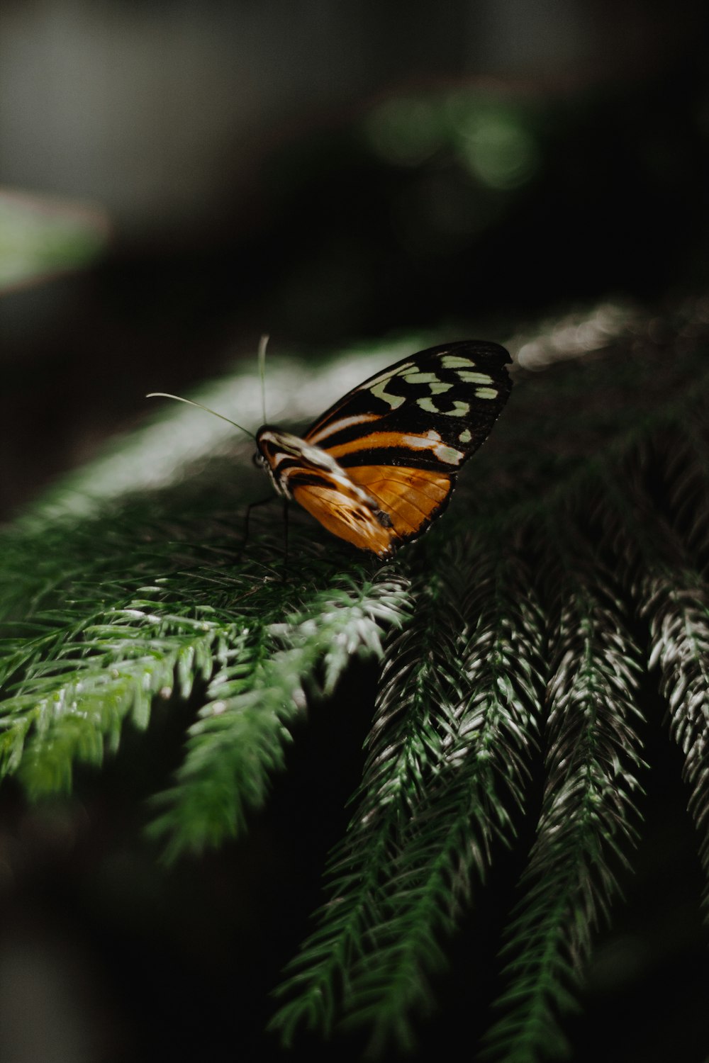 a butterfly sitting on top of a green leaf