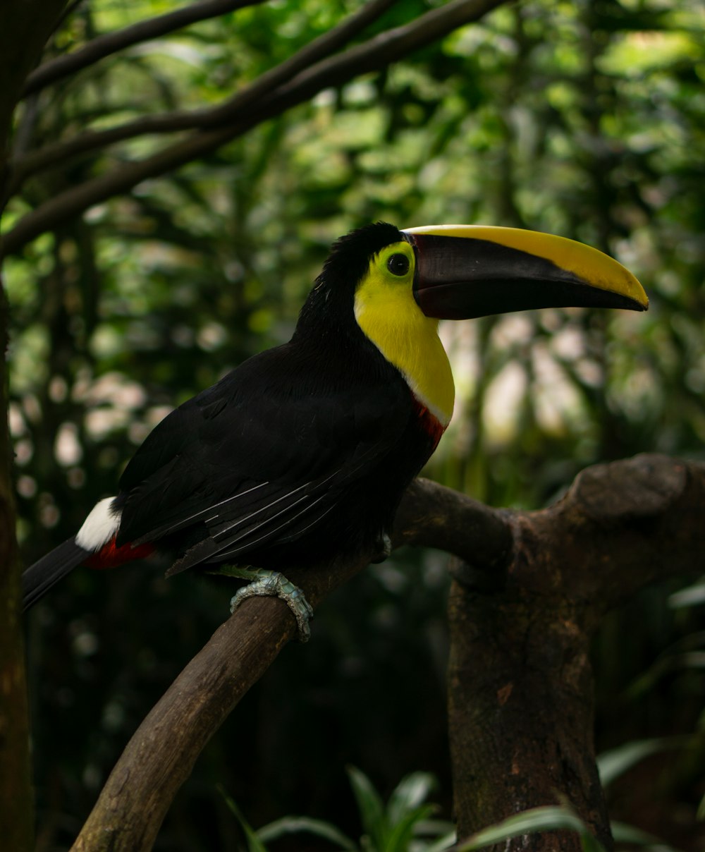 black and yellow bird standing on branch
