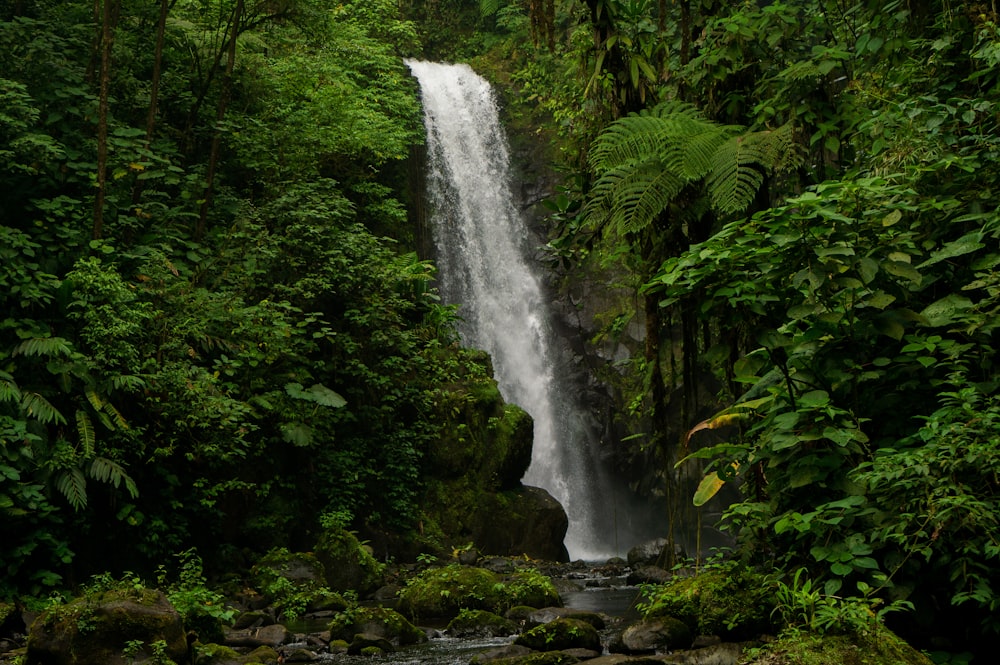 waterfalls and trees