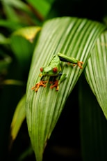 green frog on green leaf