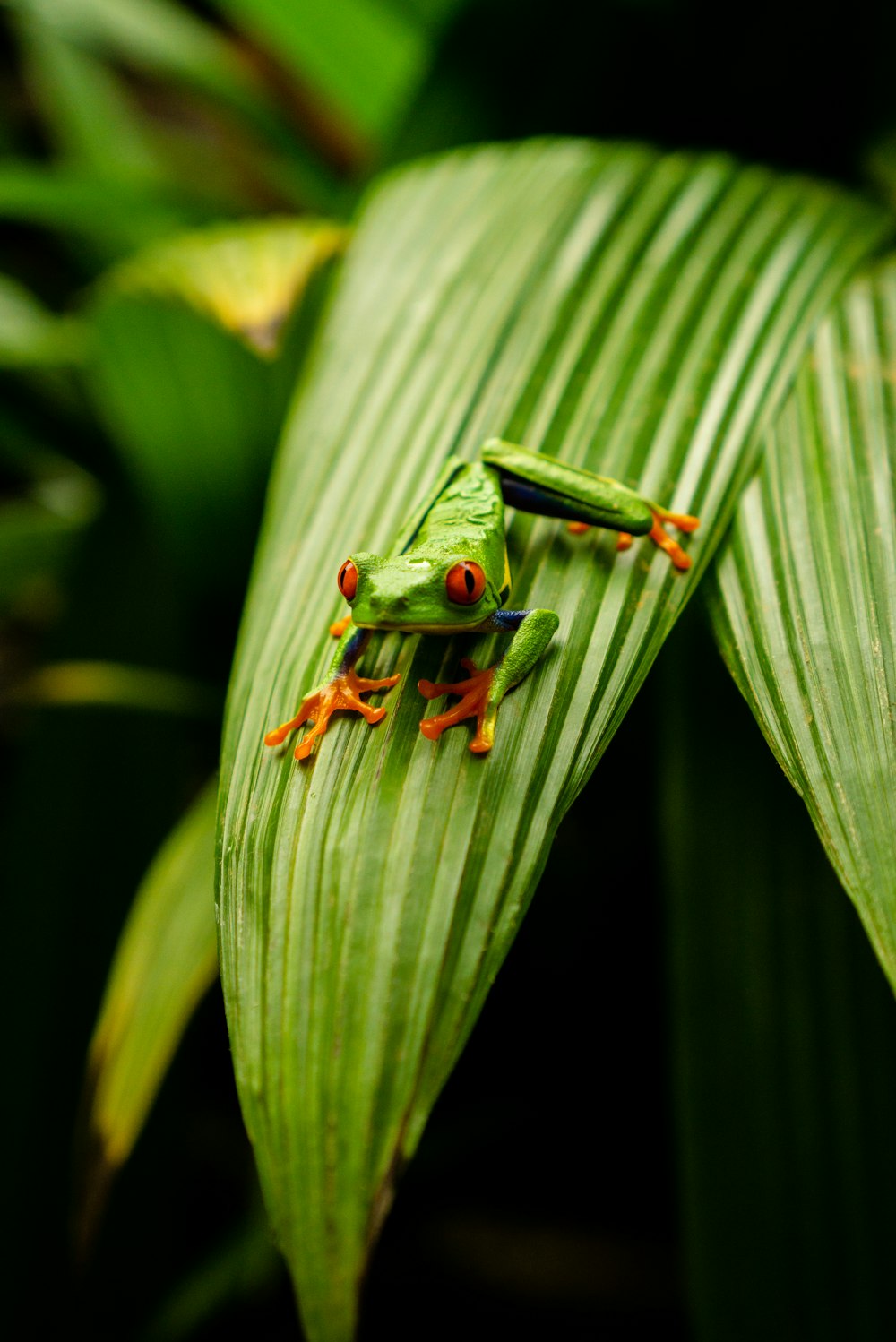 green frog on green leaf