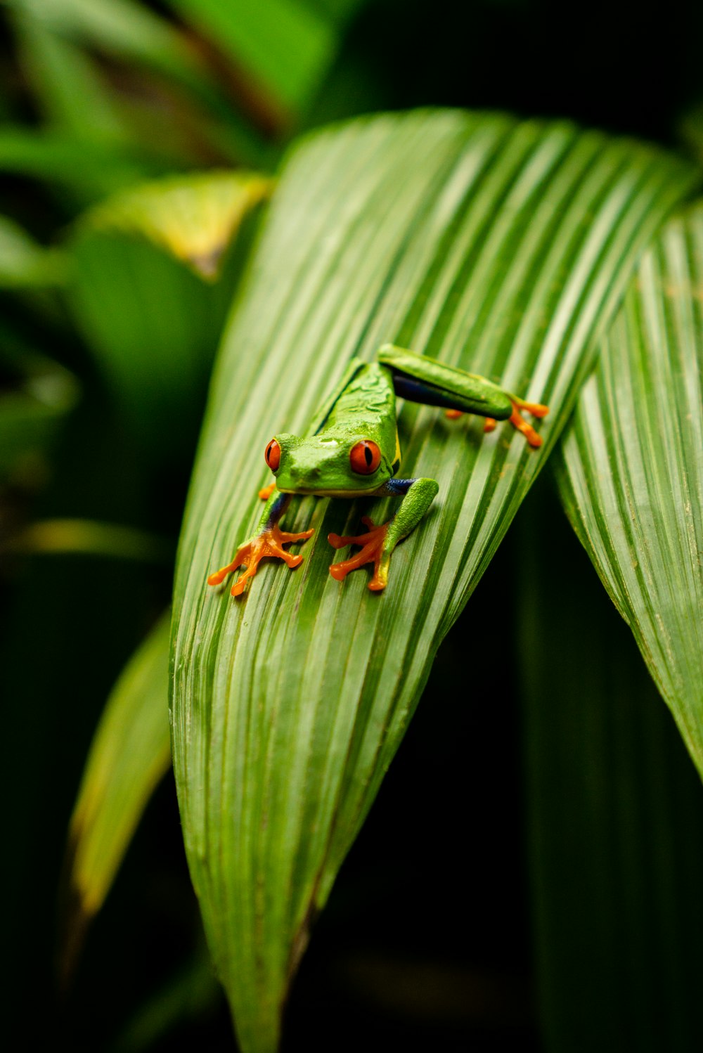 녹색 잎에 녹색 개구리