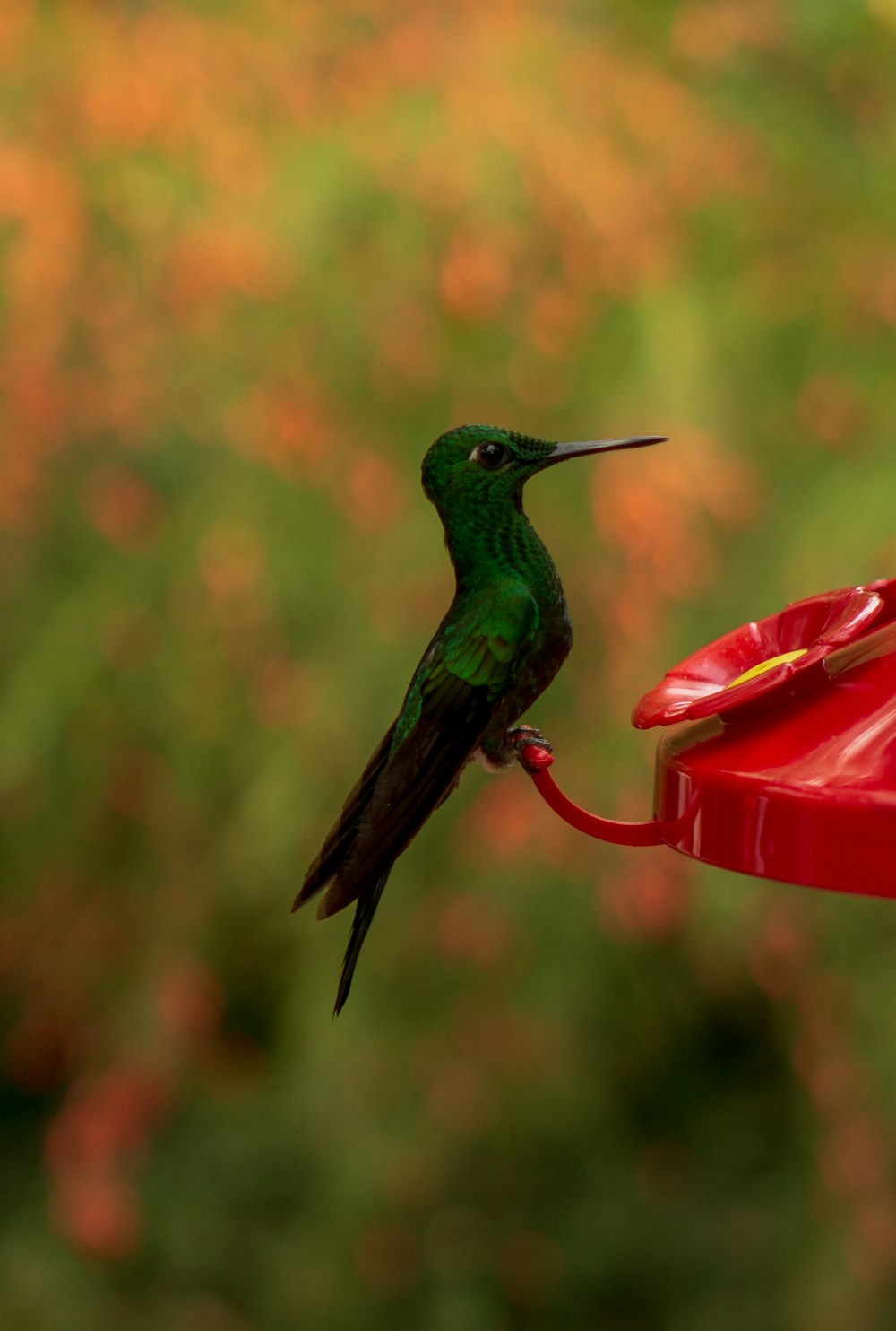 focus photography of green bird