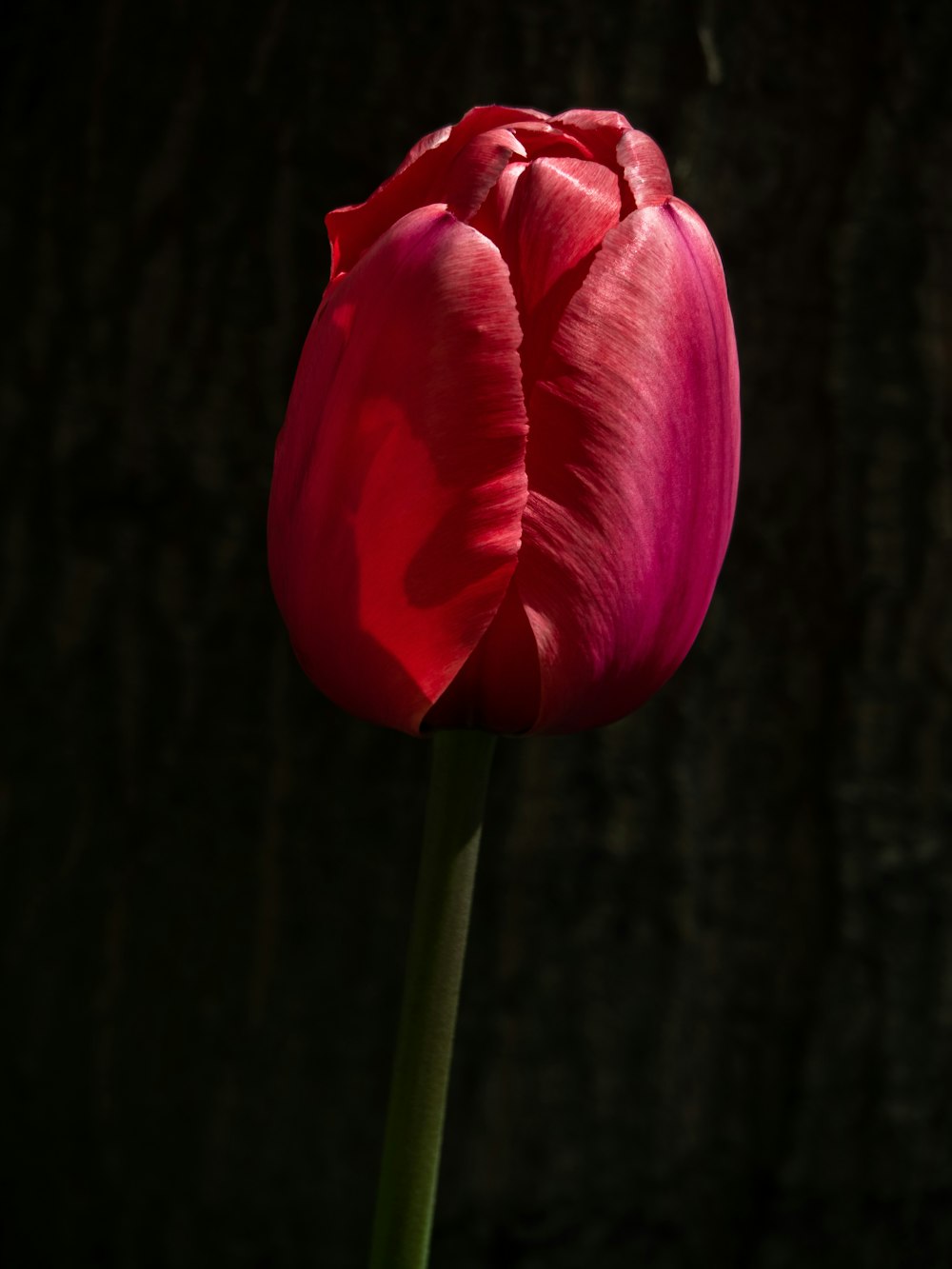 Tulipanes rojos