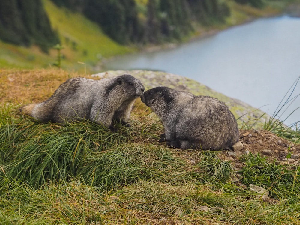 two gray animals on ground