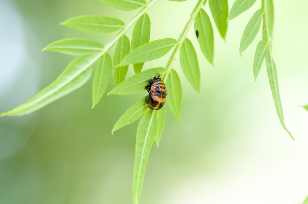 bug on plant