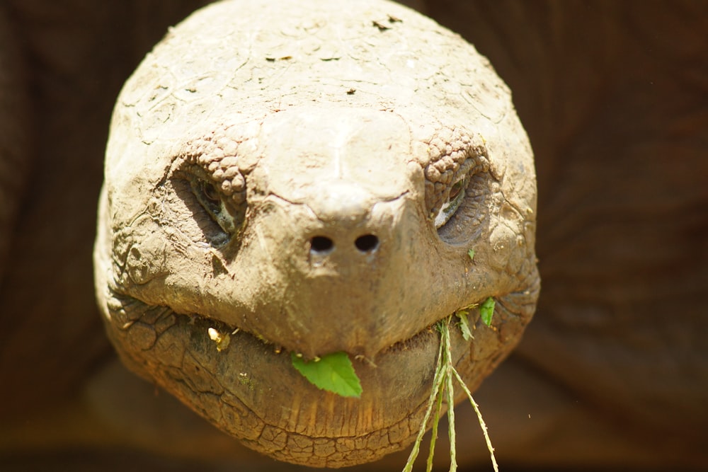 close-up of turtle