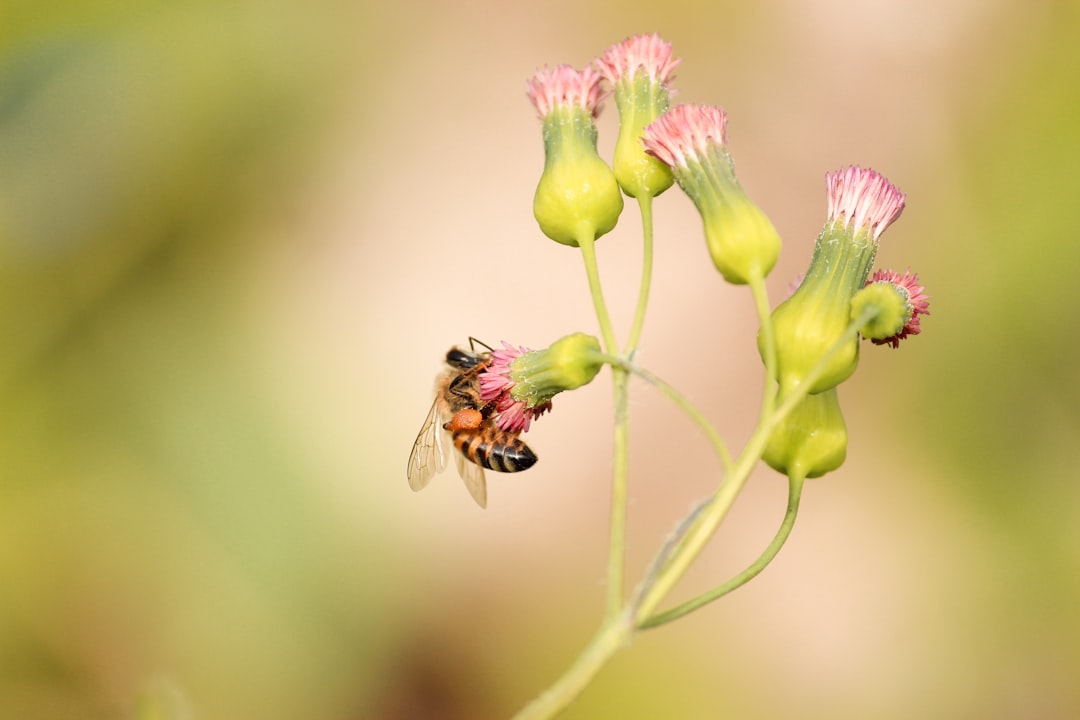 black bees on flowers