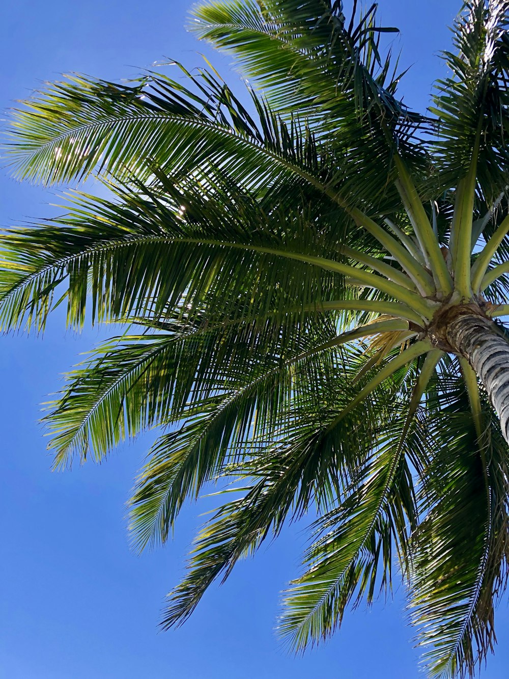 low angle photography of palm tree