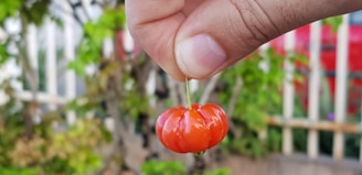 A hand delicately holds a small, bright red fruit or vegetable by its stem against a blurred background of greenery and a wooden fence.