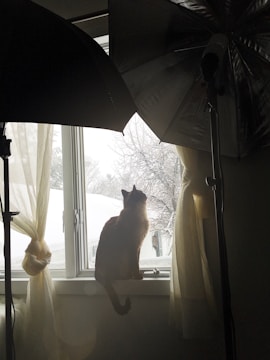 Luda Lou lounging on a minimalist windowsill overlooking a snowy street.