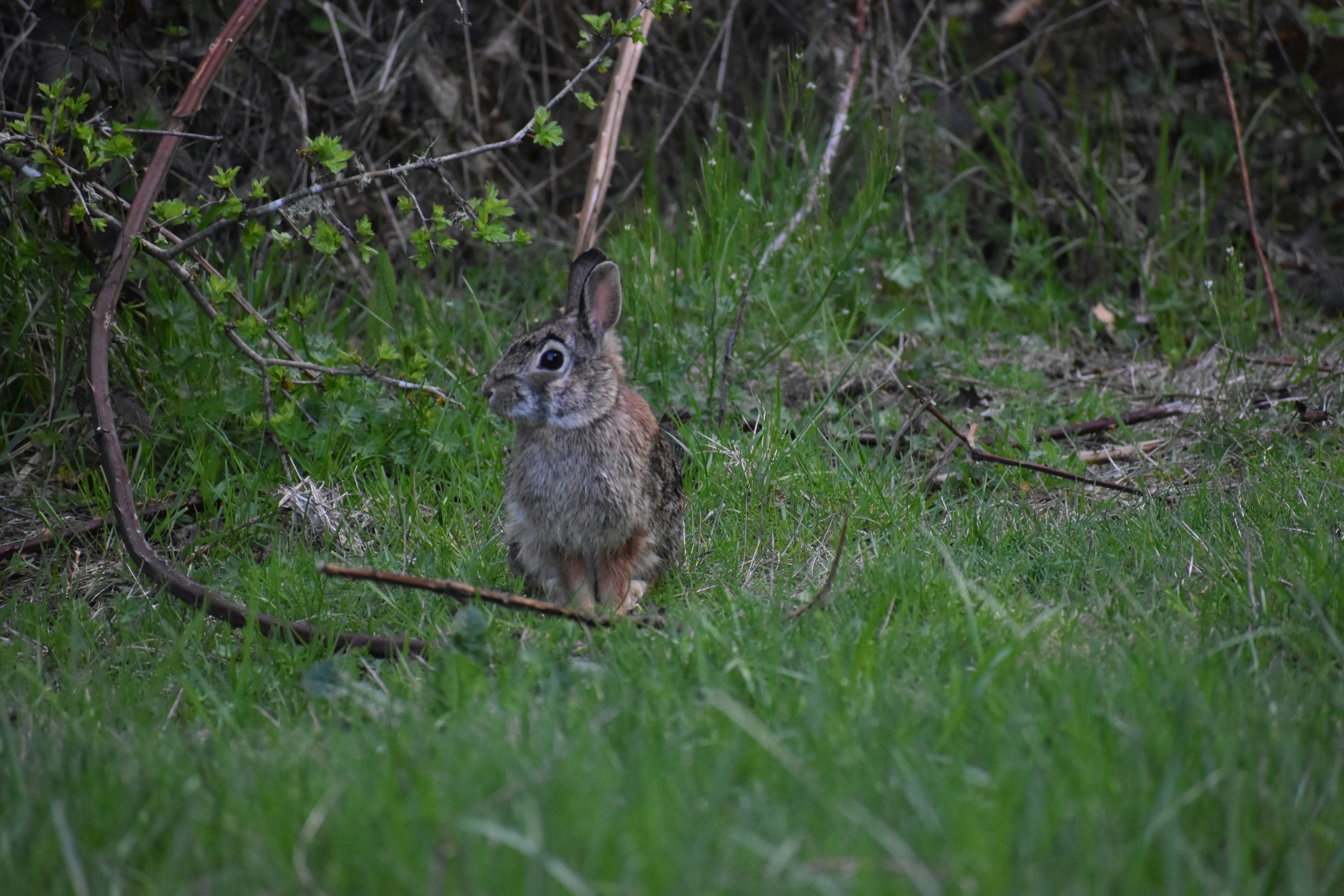 What Is That? AI-Powered Species Identification Comes to Native Nature
