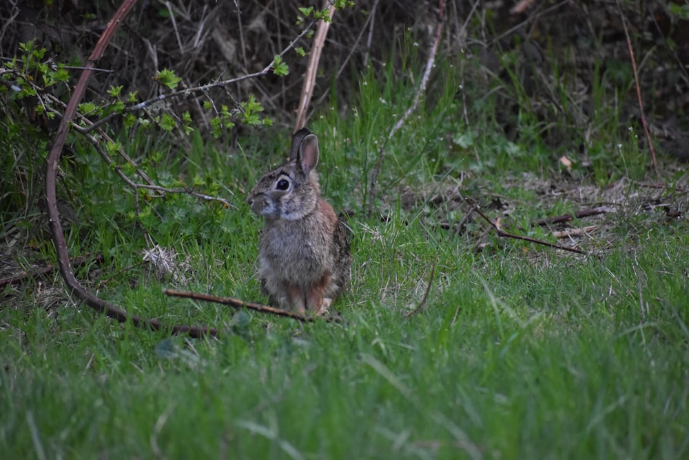 brown rabbit standing on green grass