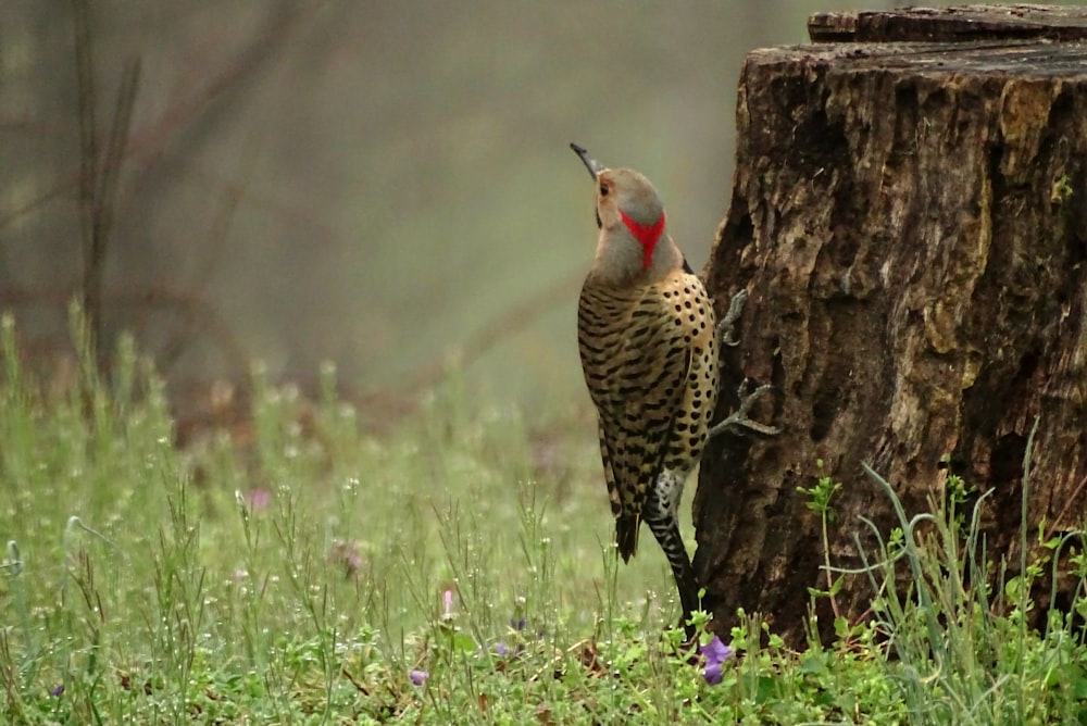 brown and red bird beside green grass