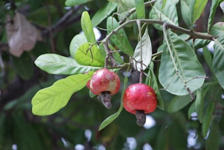 Two cashew fruits are hanging from a branch surrounded by lush green leaves. The fruits are red with slight patches of yellow, and each has a cashew nut attached at the bottom. The background is blurred, highlighting the vibrant colors of the fruits and leaves.